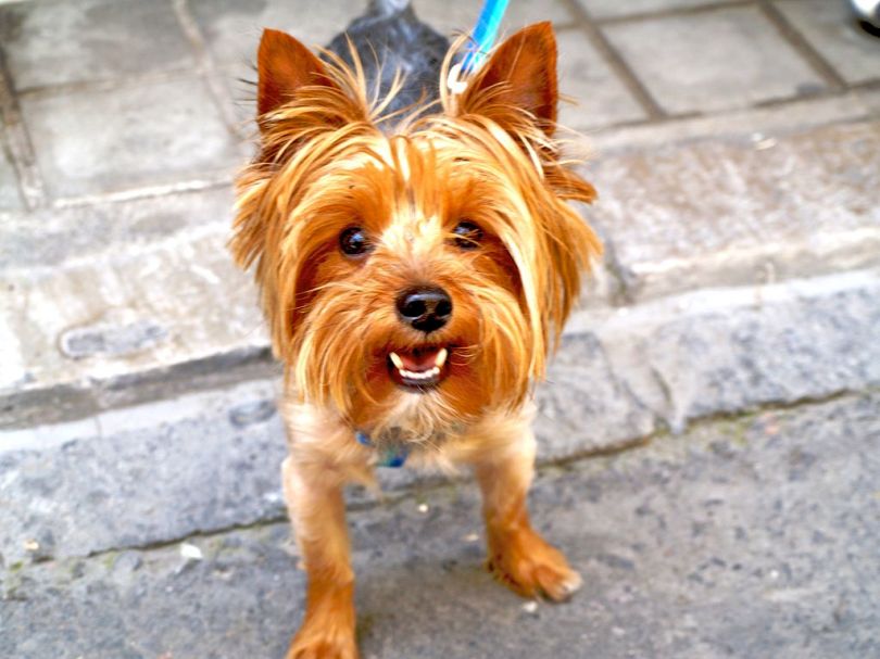 1024px-Yorkshire_Terrier_portrait